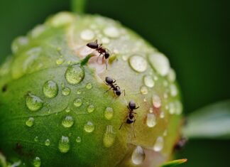 Czy popiół jest skuteczny na mrówki?